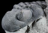 Folded Eldredgeops (Phacops) Trilobite - New York #50300-1
